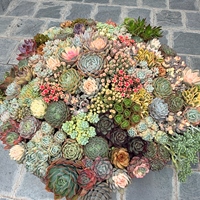 花種子學院